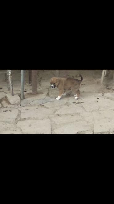 itler: Alabay, Erkek — 1