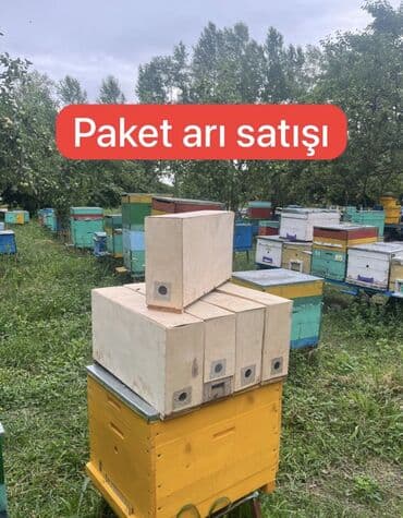 cuce satişi: Paket arı satışı 
Vatsap 55 253 46 24 — 1