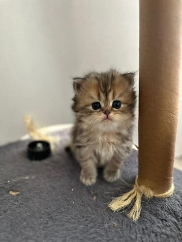 pişiklərin satışı: Şotland yastı qulaq, Erkək, Dişi — 8