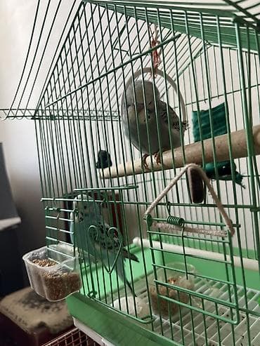 quzu satilir: Quslar satilir sadece hamsin alan olsa endirim olacag Dalmatin və — 3