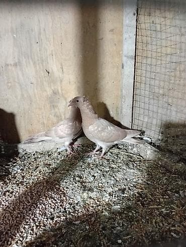 akvarium dekorlari: Sari balar 5 ededi riyal alci narhat elsin 5sde kekldi qesde gozderi — 5