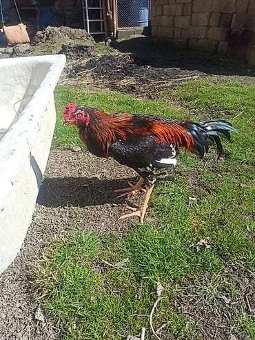 Dovşanlar: Məhsul: xoruz HEYRATI TEMİZ CİNS Təsvir: - Rəng: parlaq qara fon — 2