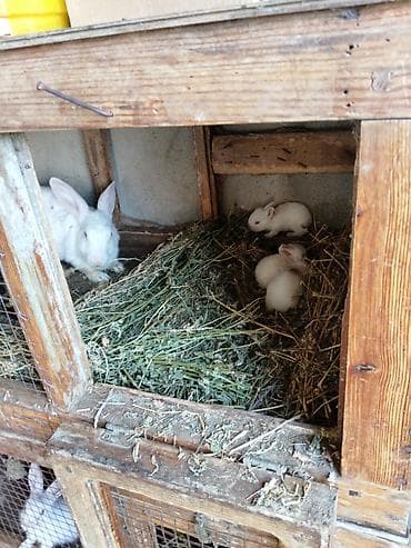 yetim quzu: Məhsul: Ev dovşanları (bir neçə fərqli rəng və naxışlarda) Təsvir: - — 4