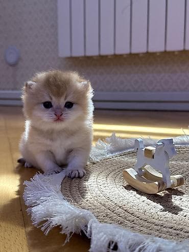 heyvan it: 30gunluk tam saglam ve genetıkası temız golden chınchılla dısı ve — 5