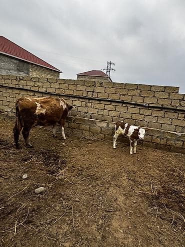 it sat: Simmental inək satılır. 27 günlük dişi balası var. 3-cü balasıdır — 4