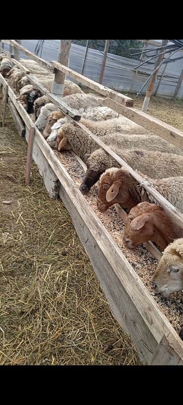 ördək yumurtası satışı: Dişi, Qala, il: 1, 50 kq, Damazlıq, Ünvandan götürmə — 2