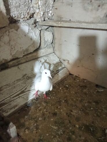 ördək yumurtası satışı: Tam sağlam heyvanlardi tutulmalardi — 4