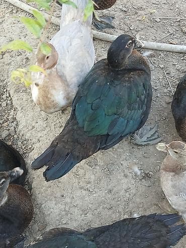 Zümrüd Muscovy (indoutka) ördəkləri 3,5 aylq 20 azn - Növ: Muscovy lalafo.az -da Zümrüd Muscovy (indoutka) ördəkləri 3,5 aylq 20 azn - Növ: Muscovy