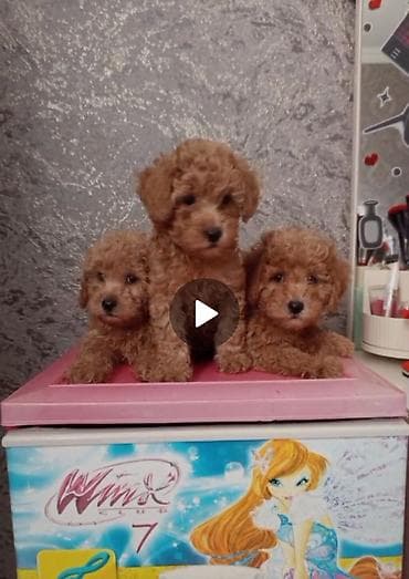 Malta bolonka, 2 ay, Dişi lalafo.az -da Malta bolonka, 2 ay, Dişi