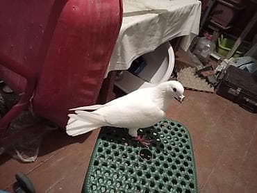 tovuz qusu satiram: Qara dimdiy tutulma erkeydi ünvan biləcəri — 1