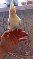 Информатика: Korellalar satılır. 3 dənədi 1 - i əl quşudu. Qəfəs qarışıqda — 5