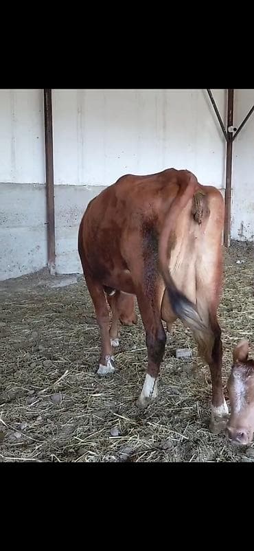 inek cinsleri: 1 ci digub dunen digub 19 litra sud verir erkek balasi ile birge — 8