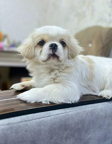 Pekines, Erkek