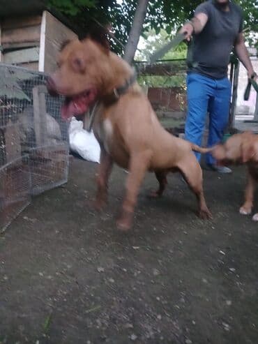 gencede itler: Pitbul, 11 ay, Erkek, Peyvəndli, Ünvandan götürmə — 1