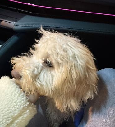 rottweiler satisi: Pudel, Erkek — 1