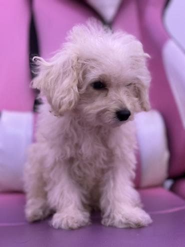 tap. az ov itleri: 3 ay, Erkek, Sənədli, Ünvandan götürmə, Pulsuz çatdırılma — 2