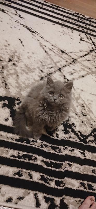 golden itler: Şotland, Erkək, Dişi, Yaxşı əllərə, Ünvandan götürmə, Pulsuz çatdırılma, Ödənişli çatdırılma — 3