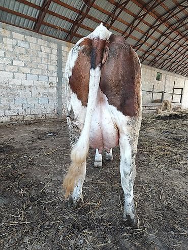 Inəklər, öküzlər: Simental tipli süd inəyi - Rəng: qırmızı-ağ alaca - Cins istiqaməti — 4