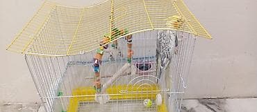 bakida it satisi: Karella erkək Tam ruçnoy əl quşudur. Xüsusiyyətlər: - Qəfəs: ağ metal — 5