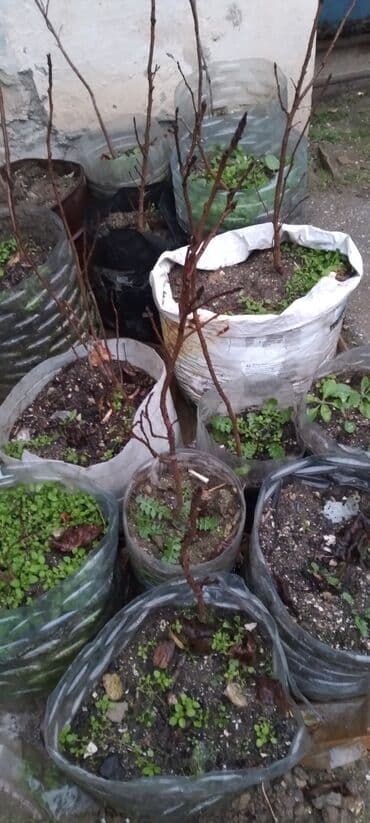Çöl bitkiləri: Məhsul: Meyvə/ağac fidanları (torflu paketlərdə)Püsdə fidanlari — 6