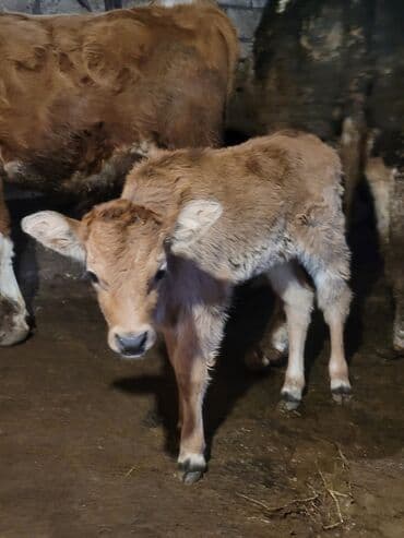 keçi balası: Satılır: dana (buzağı) - Növ: iribuynuzlu heyvan, açıq qəhvəyi rəngli — 1