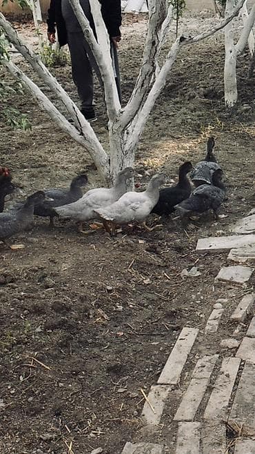 danisan quslar: Muscovy ördək balaları (barbariska) – təsərrüfatda böyüdülmüş, aktiv — 5