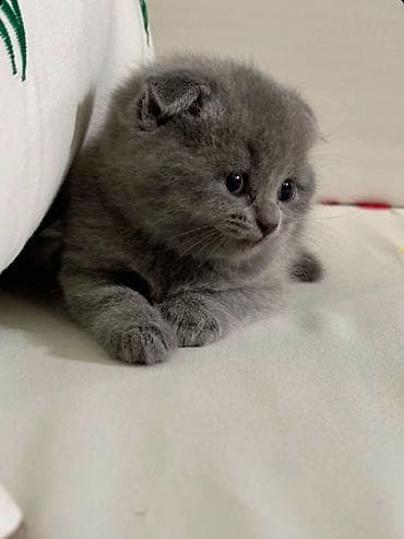 Akvariumlar: Şotland yastı qulaq, Erkək — 1