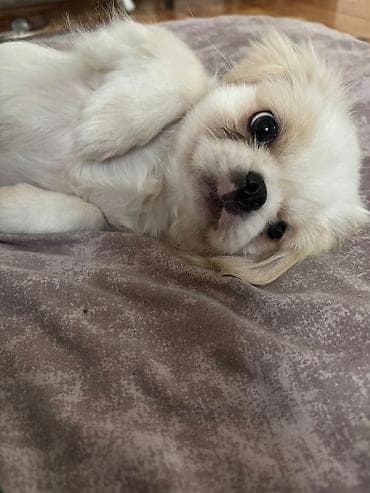 it satisi balaca: Şotland — 6