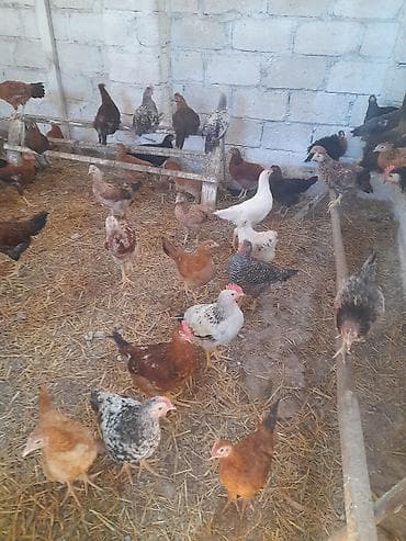 pol yonan aparatlar: Fərqli cinslərdən ibarət toyuqlar təklif olunur. Bu toyuqlar müxtəlif — 1