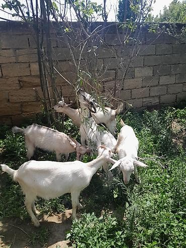 seana kecileri: Satılır – 3.5 ayliq 5 eded Alpin Saanen melez oqlaqlar. 2 erkek+3 — 2