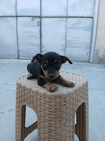 Miniatür pinçer, 1 ay, Erkek lalafo.az -da Miniatür pinçer, 1 ay, Erkek