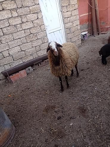 agilli yem qabi: Erkək, Qala, il: 1, Damazlıq — 2