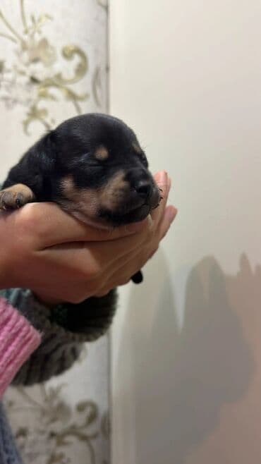 Heyvanlar üçün mallar: Miniatür pinçer, Peyvəndli — 5