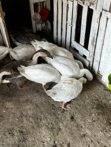 eşşək şəkili: Qaz sürüsü satılır - Növ: ev qazı (ağ və boz rəngli fərdlər) - Say — 6