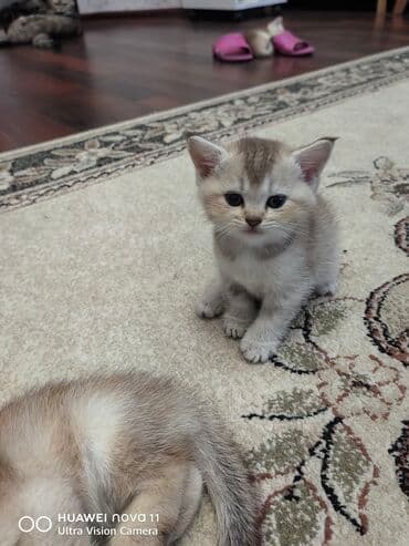 шиншилла котенок купить: Шиншилла, Самец — 4