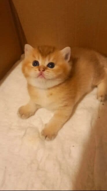 pişik tasma: Britan, Dişi, Yaxşı əllərə, Ünvandan götürmə — 3