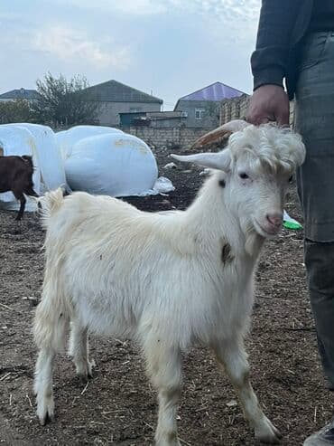 balasına sud verməyən qoyun necə adlanır: Erkey çəpiş Ağ rəngli, qıvrım alın tüklü, buynuzlu keçi. - Cinsə — 1