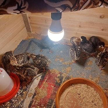 hindusqa: Amerikan Bronz Qara Kanada Hinduşqa balası satılır 12 günlüydü — 6