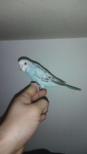 xaski it adlari: Il — 3