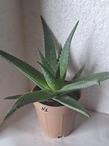 qaz paneli: Aloe vera otaq bitkisi – saksıda - N1, N2, N4 kimi nömrələnmiş — 3