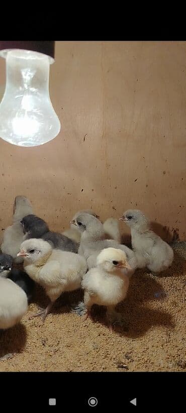 ordek balasi nece gune cixir: Toyuq cücələri, Damazlıq — 4