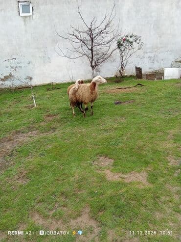 cau cau iti satilir: Dişi bala ilə ana bala qoyun satılır istəyən olsa yazsın video sun — 3