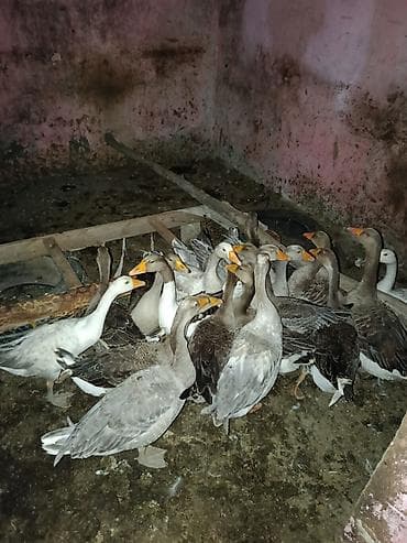 Qaz sürüsü – biri 30m