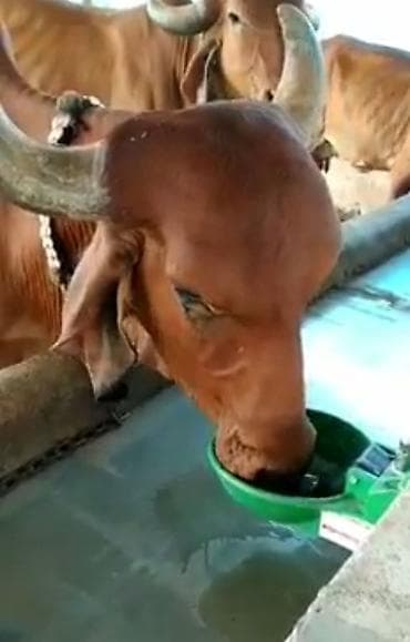 Кормушка, Для воды, Для животных, Самовывоз, Платная доставка