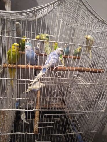 купить хамелеона в баку: 20 eded papuqay qefesle birlikde 200 manat su qabi yem qabida var — 2