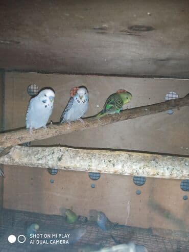 oskar balığı: Super valnistıy məhəbbət tutuquşları papuqay ları 8 man Çex jumbo — 9