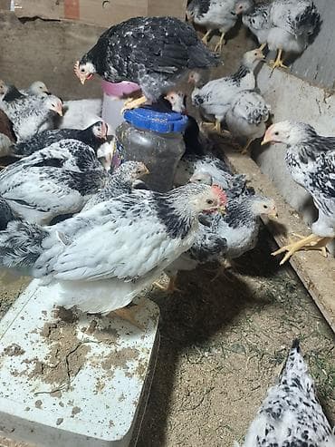 İtlər: Toyuq, Ətlik, Ünvandan götürmə — 6