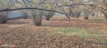 saray qəsəbəsi: 10 sot, Tikinti, Barter mümkündür, Kupça (Çıxarış) — 2