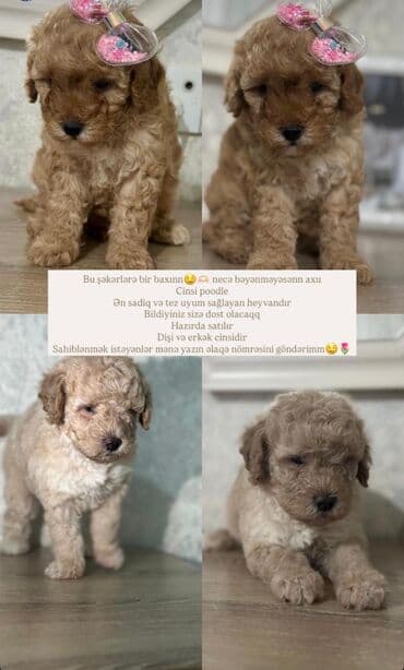 Gəmiricilər: Pudel, 2 ay, Peyvəndli — 8