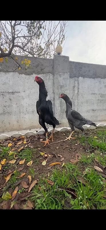 toyuq cinsləri: Məhsul: Uzunboyun döyüş tipli toyuq cütü (xoruz + toyuq) Təsvir: - — 2